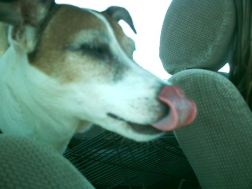 Catzski's profile picture. 