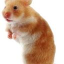 Gavin harper - @HamsterScratch - Twitter