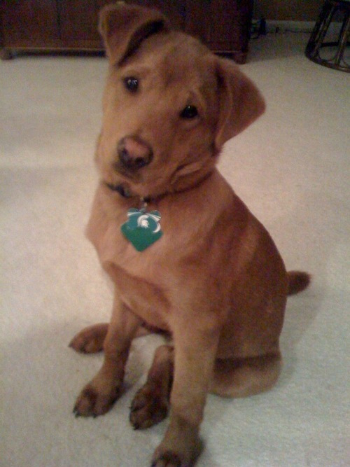 LoganKerner's profile picture. I'm a dog.  The opinions voiced are the opinions of my owner.