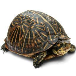 I'm a skanky turtle, that likes to eat myrtle.