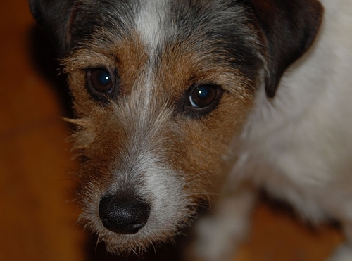 Club Fido provides a quality doggie daycare service in the Wellington region.  Contact me on 021 285 1963 or paul@clubfido.co.nz for  more information.