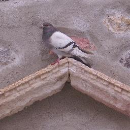 k_pixels's profile picture. DESIGNER ADVERTISING-PUBLISHER PRINTED-PHOTOGRAPHER