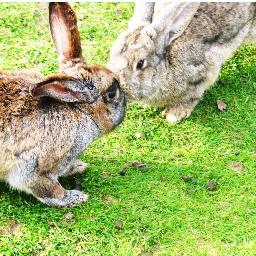 aventelga's profile picture. 