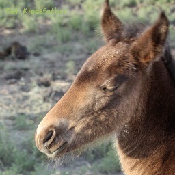 Working to Protect & Preserve America's Wild Horses!