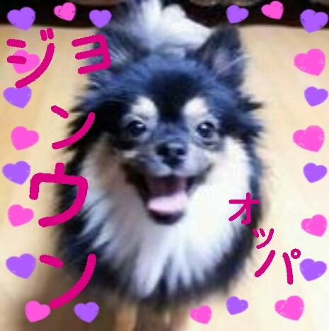ジョンウンオッパの愛犬コミンの非公式bot 気ままなのはオッパに似たから？よく話が飛ぶけどごめんね。こんな私だけど仲良くしてね！(フリフリ♡)