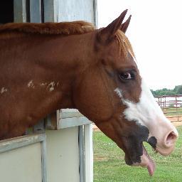 Globalist, progressives, elites, and liberals are a big problem!! Love my truck, trailer! Dog and horse lover!