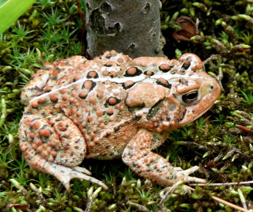 EcoZoic's profile picture. We assist organizations, communities and individuals in building and expanding mutually enhancing relationships with the broader community of life.