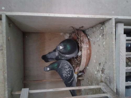 benniemeulmeest's profile picture. 