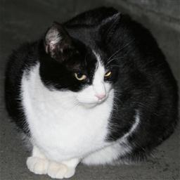 猫です