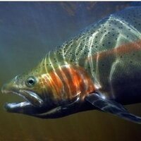 Swede's Fly Shop (@nwflyandtie) Twitter profile photo