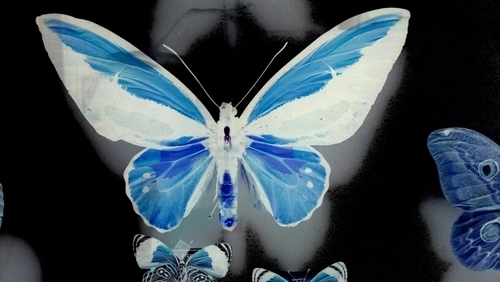 stepsteptwirl's profile picture. 