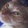 ElmoKMB's profile picture. Psycho kitty,qu'est que c'est? NOLA-born, Bama-raised. Unrepentant cat lady and Alabama football fan.