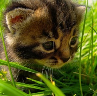 CutestAnimals_'s profile picture. 