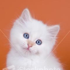 Meow. Wazzup Bitches. I'm @Teen_Mari_Smosh's Cat