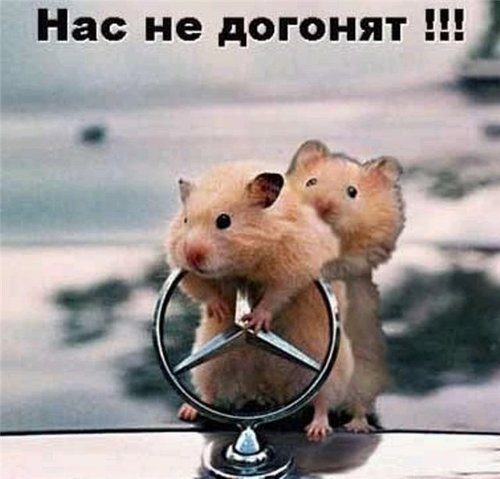 megahrustik's profile picture. 