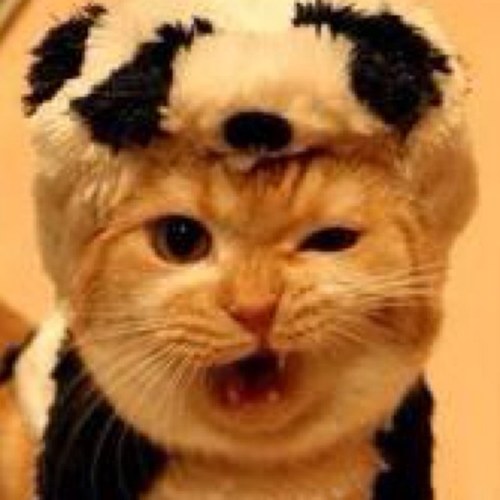 Esto....miau.