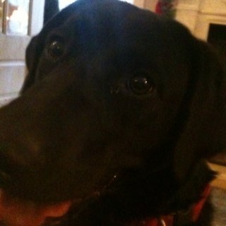 ryman_230's profile picture. Average teenage youtuber trying to make videos! Mind subscribing? School is hard and food is good! Sleep is especially good so Good Night!