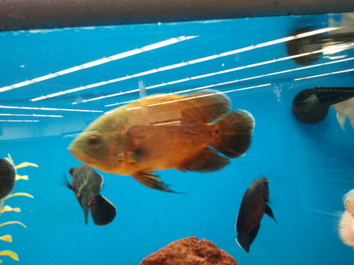 UncleBigC's profile picture. Lifelong Techie but not a fan of Social Media; way too many unintelligent opinions.  

Opinions are like anuses, everyone has one and they're usually full of 🤔