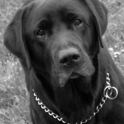SauronNegro's profile picture. Labrador Retriever,Rey y Marqués de la casa.No hay quién viva como yo.