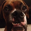 Dane Stuart - @danestuart1 - Twitter