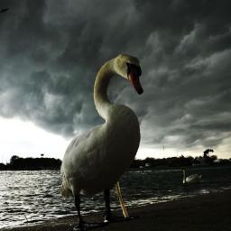 oVo_LoveBird's profile picture. wherever the bird with no feet flew, she found trees with no limbs. - audre lorde