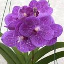 Edith Carrera - @edith_hwang - Twitter