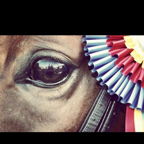 Hi! This account is dedicated to the comical, but true truths & secrets of the Hunter Jumper world(: http://t.co/SBj2YWr1