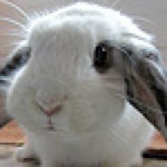 TheDailyBunny Profile Picture