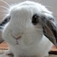 Daily Bunny (@thedailybunny) 's Twitter Profile Photo Daily Bunny (@thedailybunny) 's Twitter Profile Photo