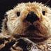 Daily Otter (@TheDailyOtter) Twitter profile photo