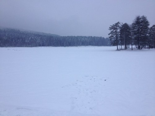 IvonaIvy's profile picture. enten eller