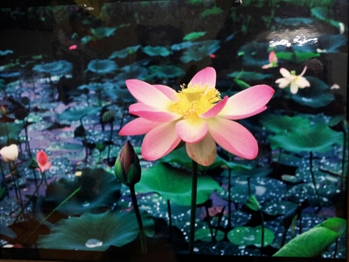 shang591's profile picture. 