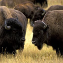 Ron Costa - @roncosta101 - Twitter