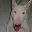 André Mattos - @AndreMattos1979 - Twitter