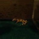 trevor vaughan - @trevorvaughan1 - Twitter