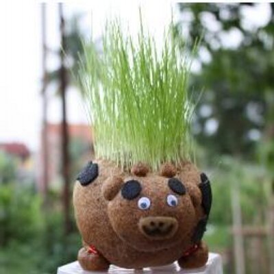 Jenis Rumput Boneka Horta boneka baru Jenis Rumput Boneka Horta boneka baru