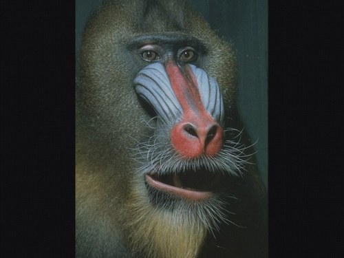 Tapatio_Gal's profile picture. 