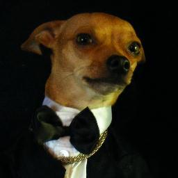 aka dogbite;  RockStar; Advertising Tycoon;    #TheMostInterestingDogInTheWorld  (momma sez i have Munchausen's)