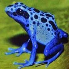 愛するカエルのためにすきなうたを歌います