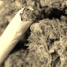 SoyLaHierba's profile picture. Fumar marihuana no es un pecado. No te dejes cambiar. Amor por religión y libertad por pensamiento. Porros, porros, porros.