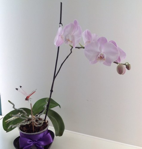 a_sofia2811's profile picture. 