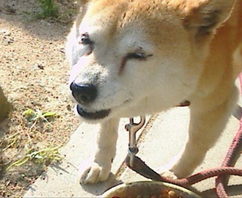 普段言えないこと、つぶやいてゆきますわよっ＼(^o^)／