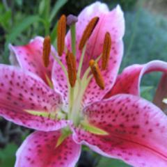 Enjoy garden pics!