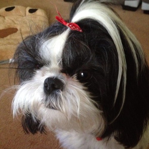 Mum of Cute Shih Tzu from Melbourne Australia