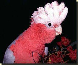 KaketoeJC's profile picture. Kaketoe coacht/ traint jeugdigen en begeleiders op samenwerken,doelen stellen,communnicatie,grenzen & teambuilding