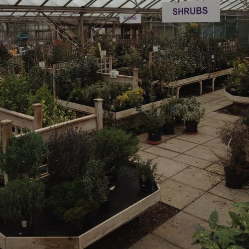 Largest selection of own grown plants in the area direct to the public . Lillys tearooms now open . Nr28 9na
