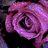 Rose _ S