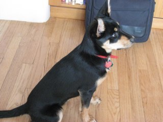 conservative, christian, dot connector, a member of the provider class, aviator......'cause my dog looks better than I do.   CUI BONO?