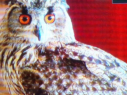 rocurocuu's profile picture. 鬼灯様と甘味をこよなく愛して十余年、最近はちょっとアホな赤司様にときめく日々。無言フォローがとくぎですので、気になった人をほろーしまくります。ご迷惑をおかけします。