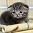 nekopenのアイコン
